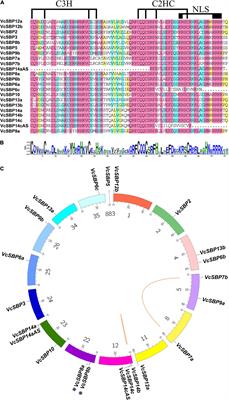 Comprehensive Analysis of the SBP Family in Blueberry and Their Regulatory Mechanism Controlling Chlorophyll Accumulation